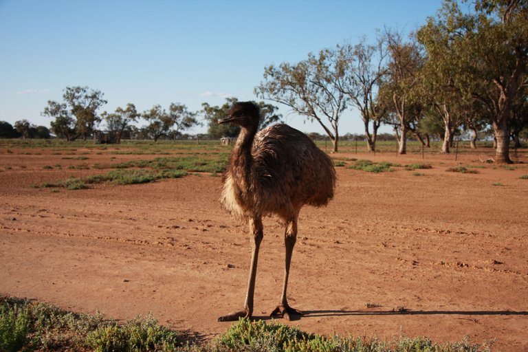 Macquarie Marshes 138.JPG