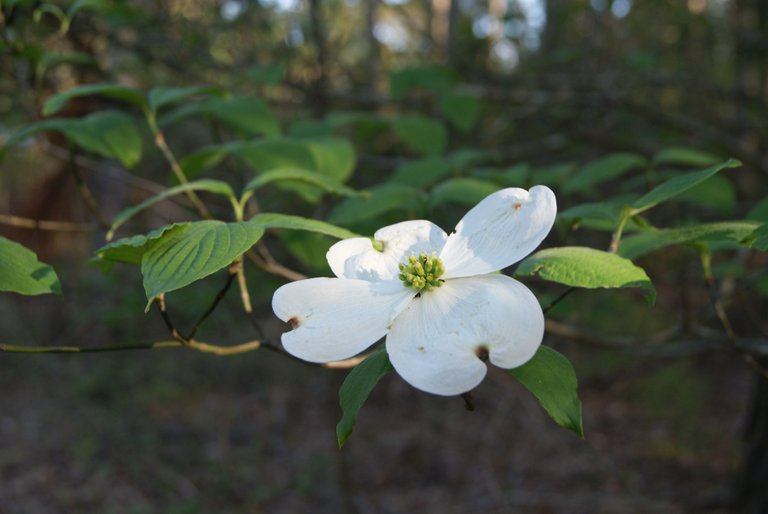 Dogwood Flower.JPG