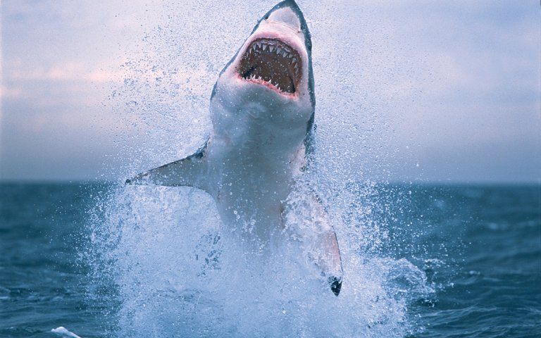 great-white-shark-jumping-wallpaper-4-1.jpg