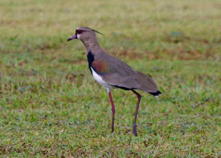 nature birds travel panama sunscape 1 .jpg