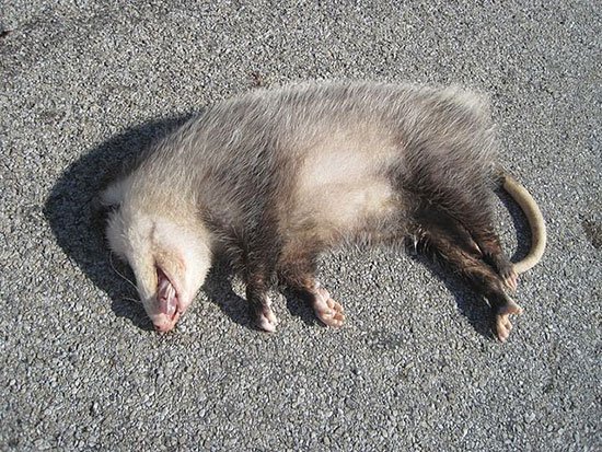 550px-Roadkill_Opossum_2012-03-23.jpg