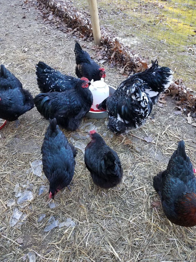 2018 chicken flock.jpg