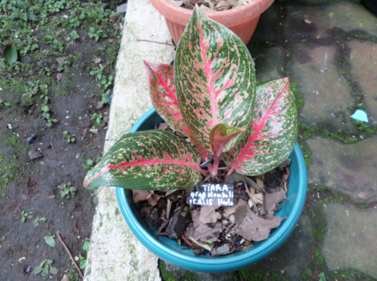 tanaman-hias-aglaonema-tiara.png