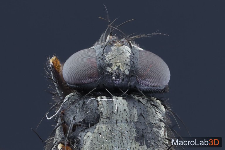 HouseFly2.jpg