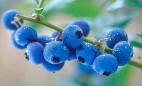 Blueberry-fruits.jpg