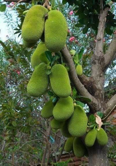 jackfruit.jpg