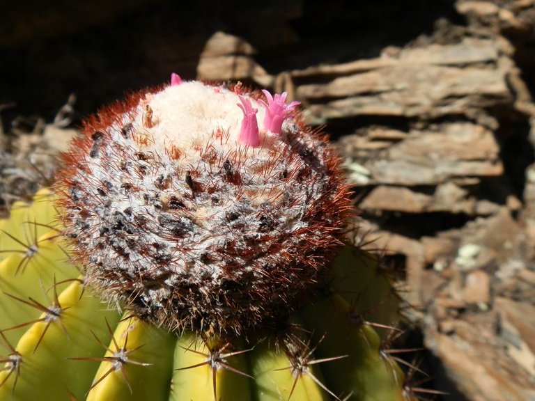 melocactus el morro.jpg