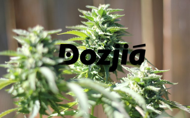 Dozjia Growers Logo 2015.JPG