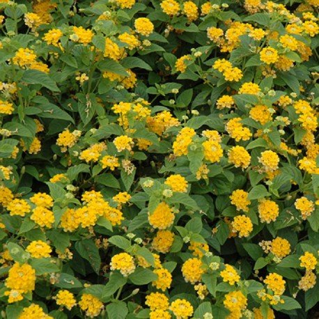 lantana-amarilla-lantana-camara.jpg