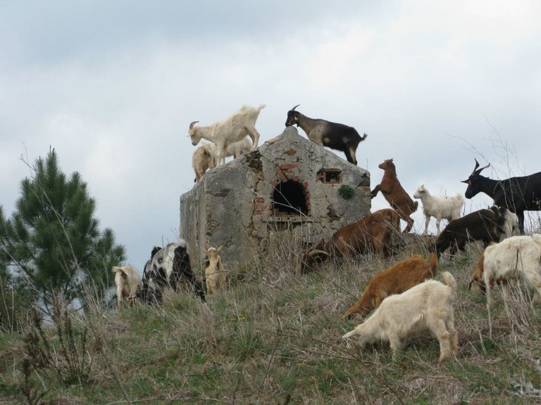 goats 2.jpg