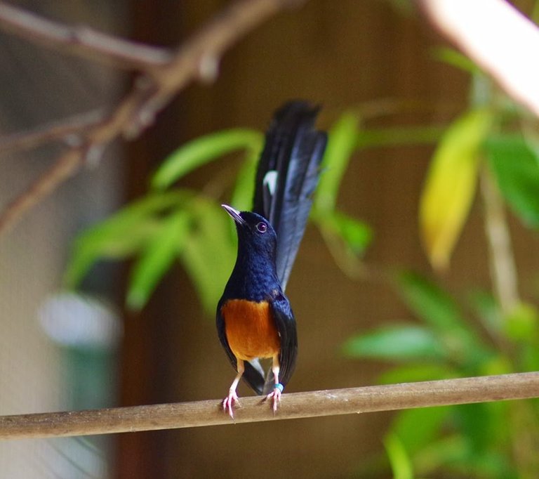 burung-murai-batu.jpg