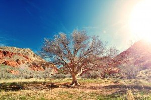 sun-desert-dry-tree-landscape-beautiful-place-wallpaper-cool-city-images-widescreen-images-free-city-photos-city-images-for-windows-desktop-images-large-places-1600x1008-300x200.jpg