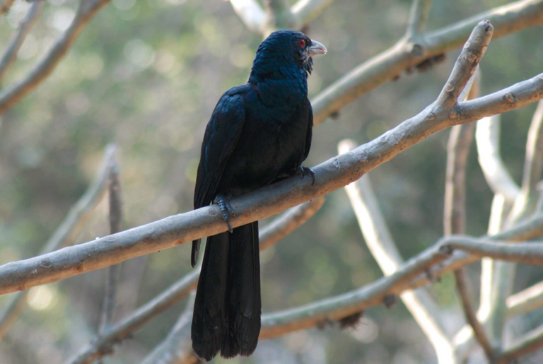 A bird on a tree next to the window.png