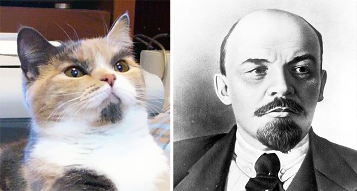 cat-looks-like-other-thing-lookalikes-celebrities-8__700.jpg