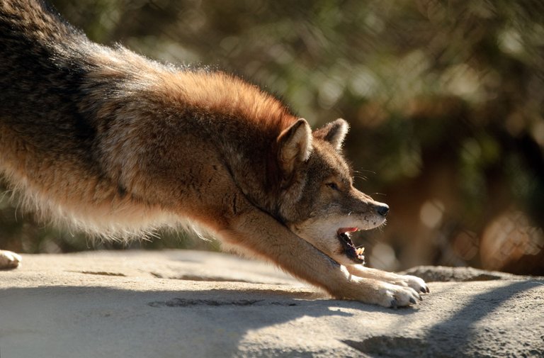 Coyote_Stretching_(6811853436).jpg