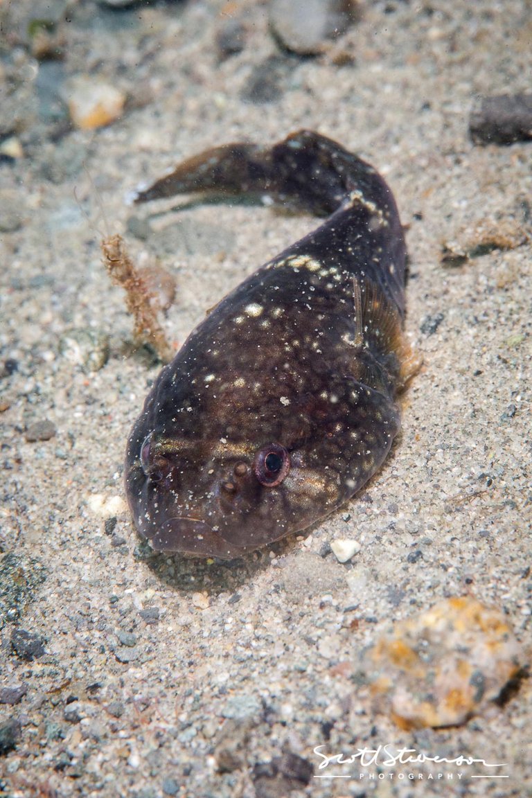 Northern Clingfish-1.jpg