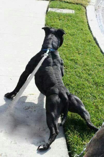 amstaff muscle.jpg