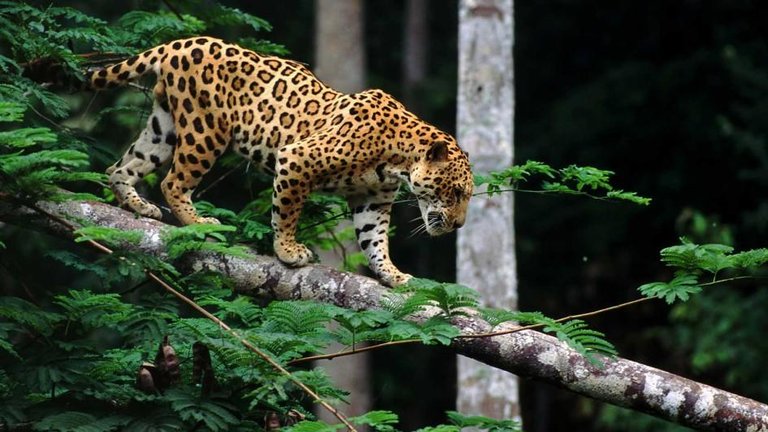 Jaguar-walking-branch.jpg.adapt.945.1.jpg