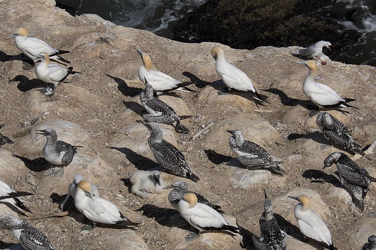 Gannets_at_Muriwai.jpg