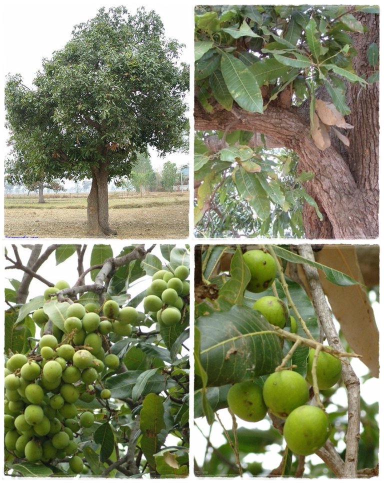 Mangifera_sp._1.jpg