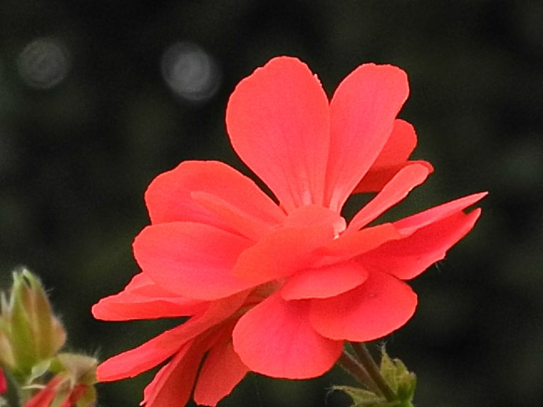 DSCN1355.jpg