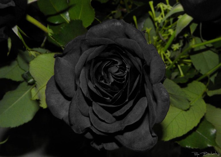 flor-de-rosa-negra-1024x726.jpg
