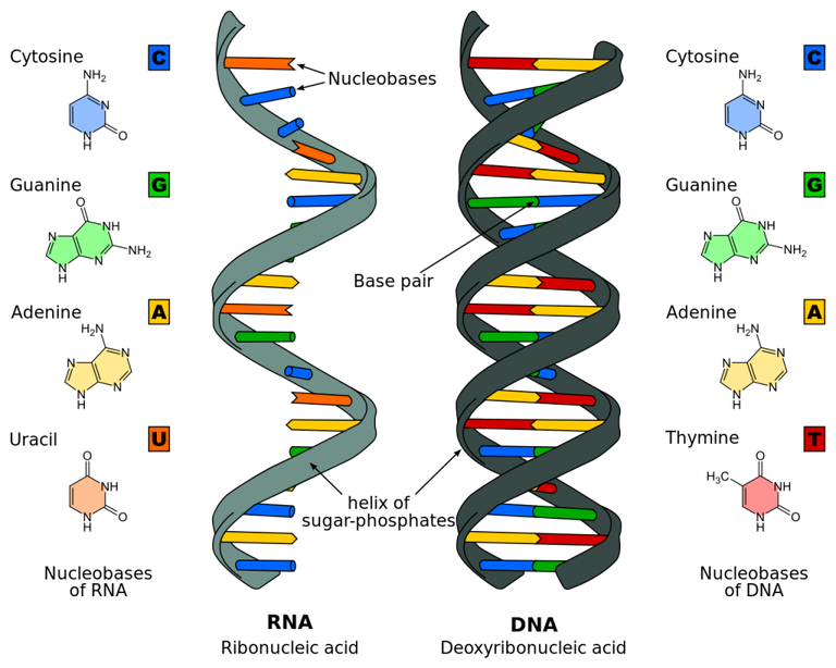 DNA_RNA.png