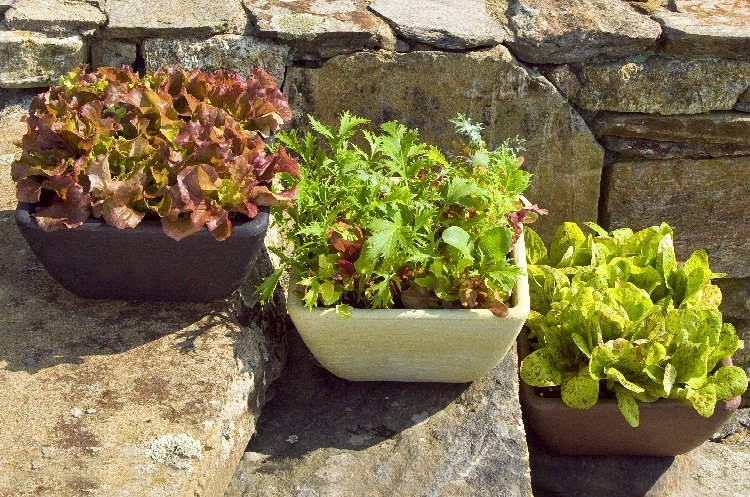 Growing-Lettuce-In-Containers.jpg