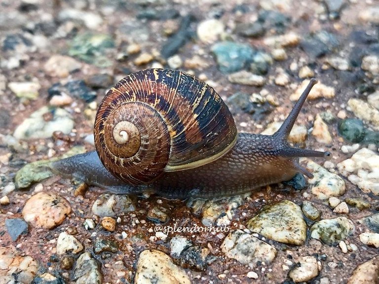 snail 3 @splendorhub.JPG
