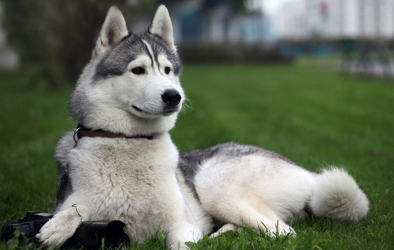 husky_dog_pictures_5.jpg