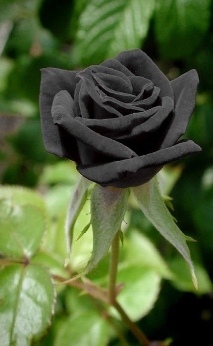 6538e1dc31aee443e052723aa818080c--black-roses-black-flowers.jpg