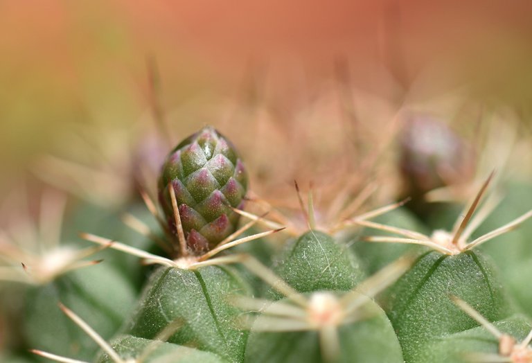 Gymnocalycium damsii cactus flower buds 2.jpg