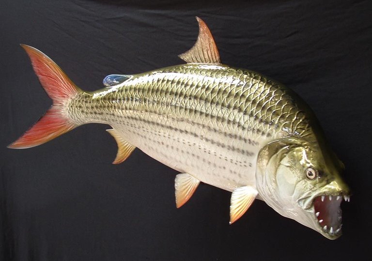 tiger-fish4.jpg