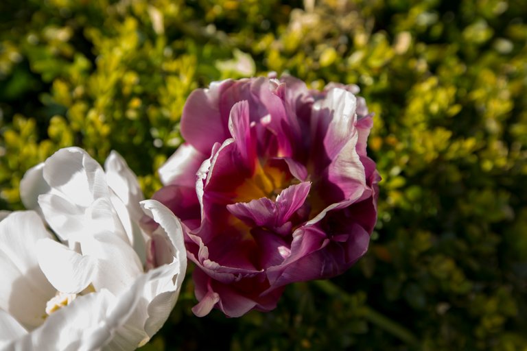 3J0A0113-tulip-purple-white.jpg