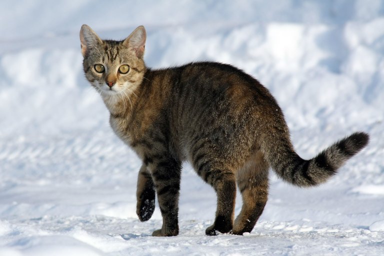 Felis_catus-cat_on_snow.jpg
