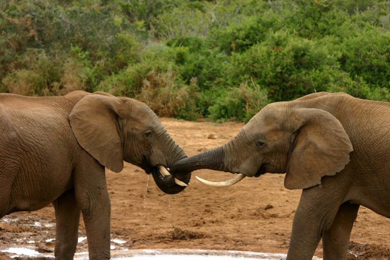 Elephant_mating_ritual_3.jpg