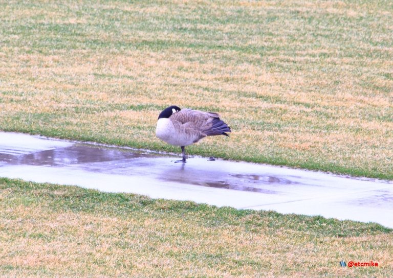 Canada Goose rain PFW20-25-0059.JPG