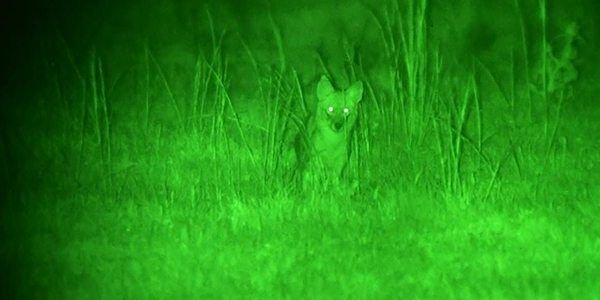 NightVision-Varmint-Hunting-1.jpg