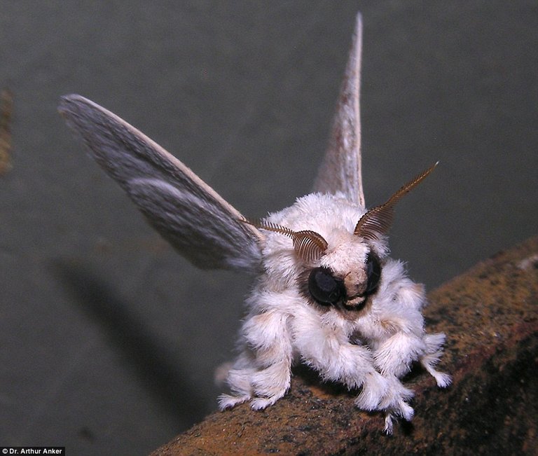 Venezuelan Poodle Moth 03.jpg