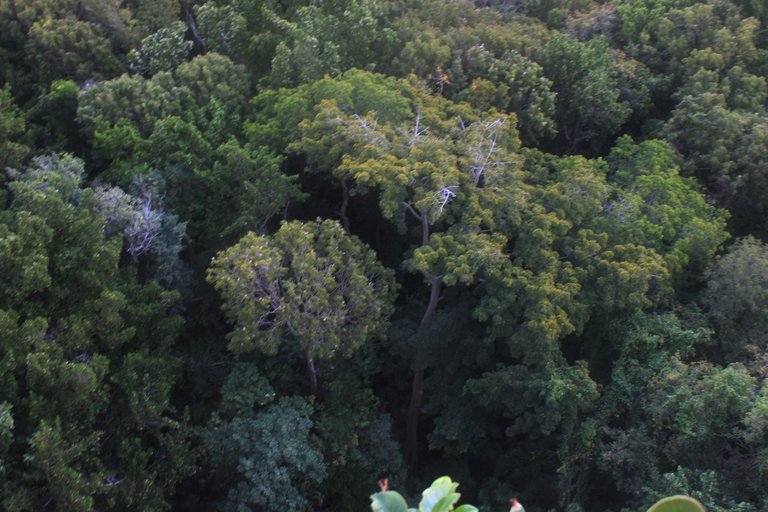 Tree Canopy St John .jpg