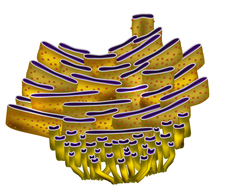 endoplasmic-reticulum_2.png