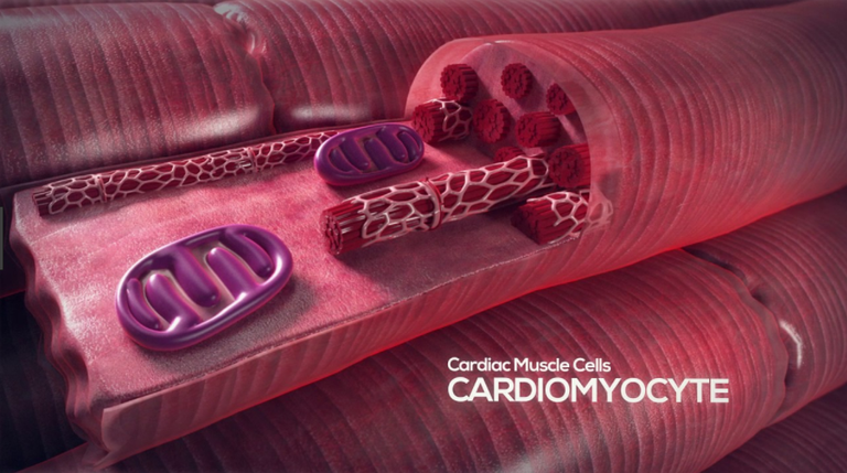 Cardiomyocyte.PNG