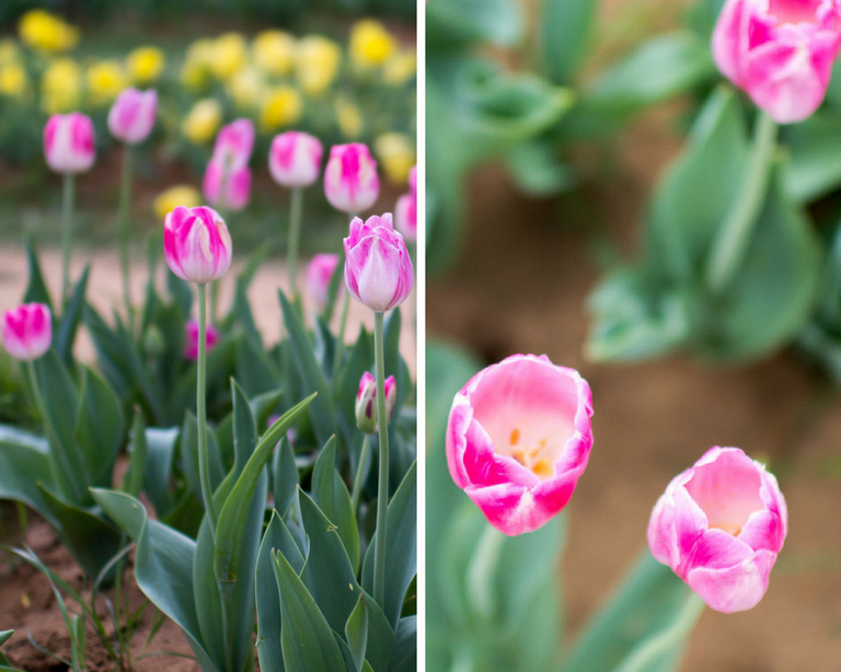 girlinchief-texas-tulips.png