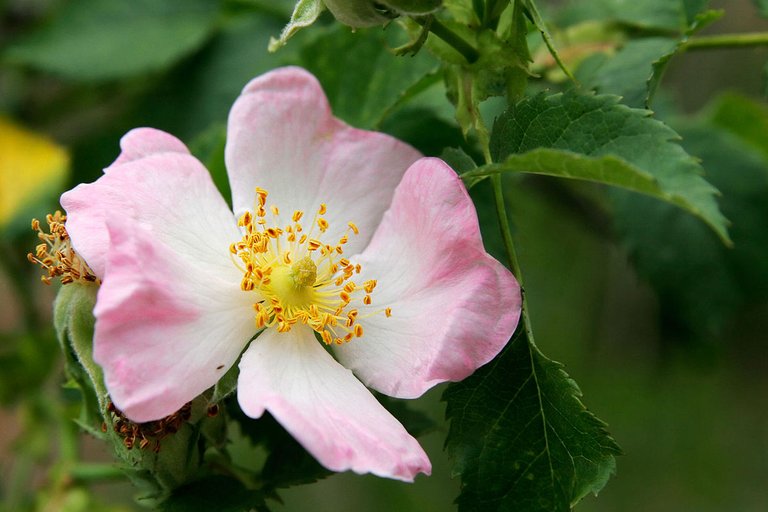 1200px-Wild_rose_flower.jpg