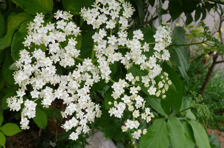 elderberry-2892862_1920.jpg