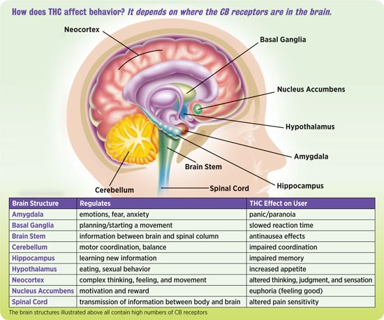 NIDA10-INS2_THC-Brain-v1 (1).jpg