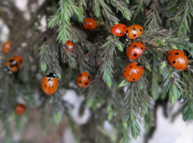 Ladybugs-in-Nepal_.jpg