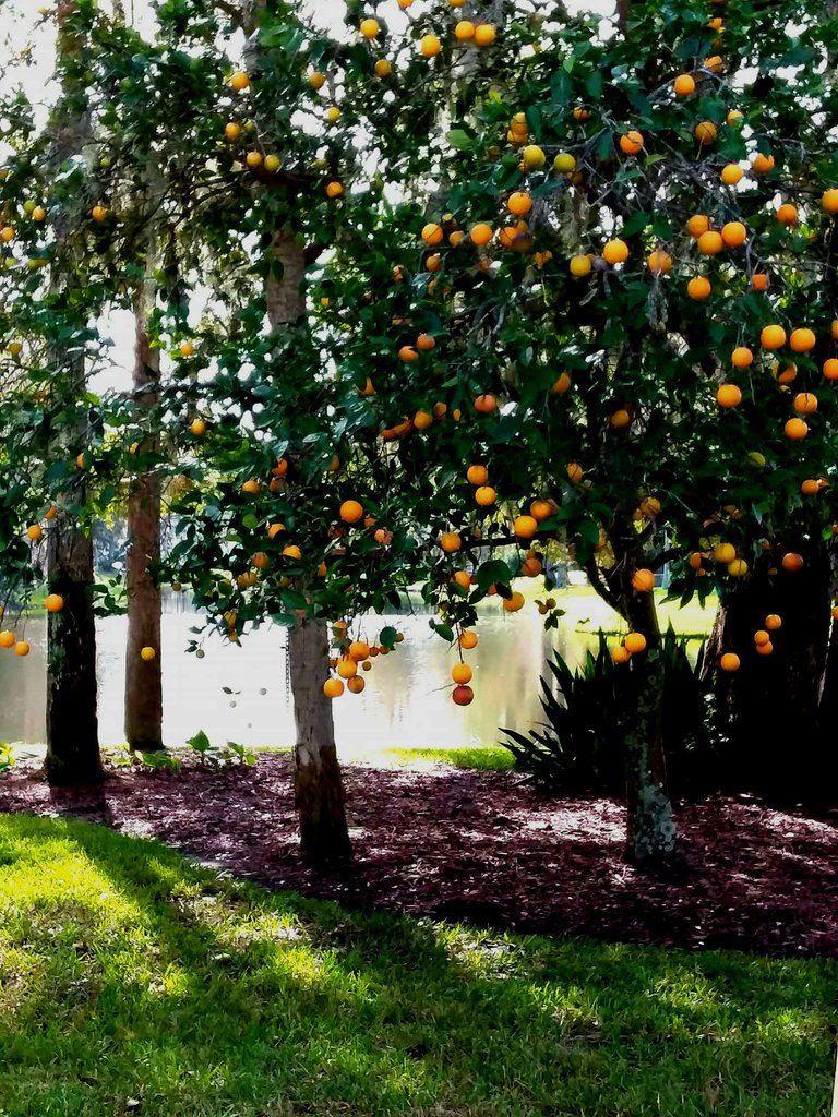 oranges.jpg