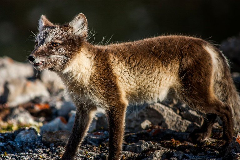 arctic_fox_summer_coat.jpg