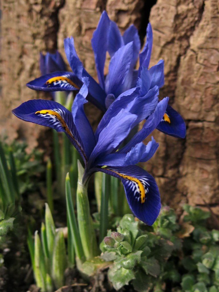 dwarf-iris-3236609.jpg